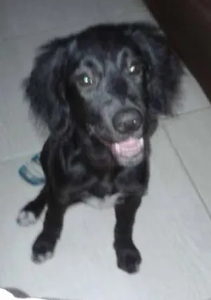 Cachorro raça cokspen/ vira-lata idade 1 ano nome Preta