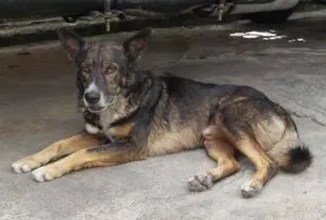 Cachorro raça vira lata com pastor alemão idade 5 anos nome negão