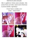 Gatinhos