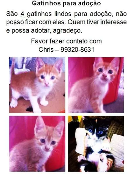 Gato ra a SRD idade Abaixo de 2 meses nome Gatinhos