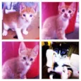 Gatinhos