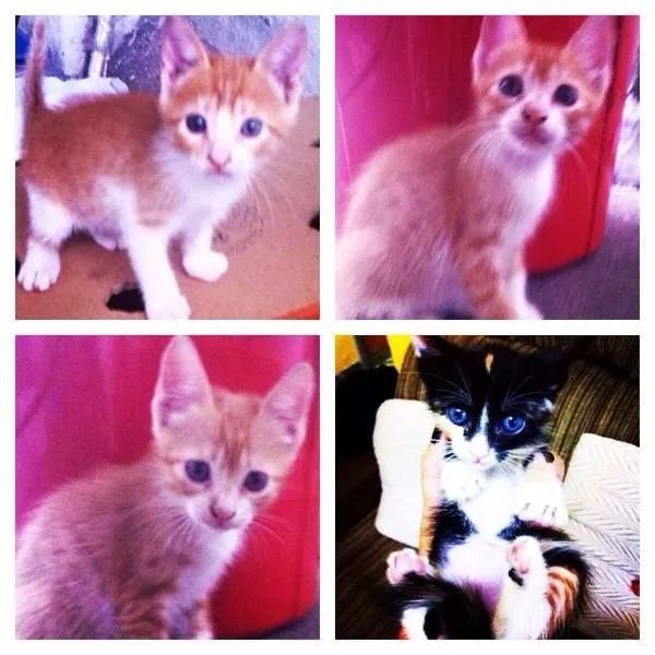 Gato ra a SRD idade Abaixo de 2 meses nome Gatinhos