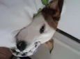 Mel
