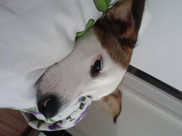 Cachorro ra a Terrier Brasileiro idade 2 a 6 meses nome Mel