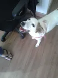 Mel