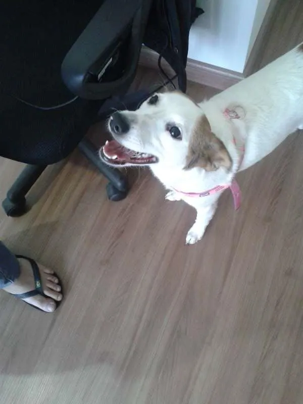 Cachorro ra a Terrier Brasileiro idade 2 a 6 meses nome Mel