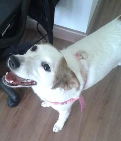 Cachorro ra a Terrier Brasileiro idade 2 a 6 meses nome Mel