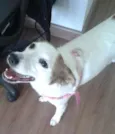 Mel
