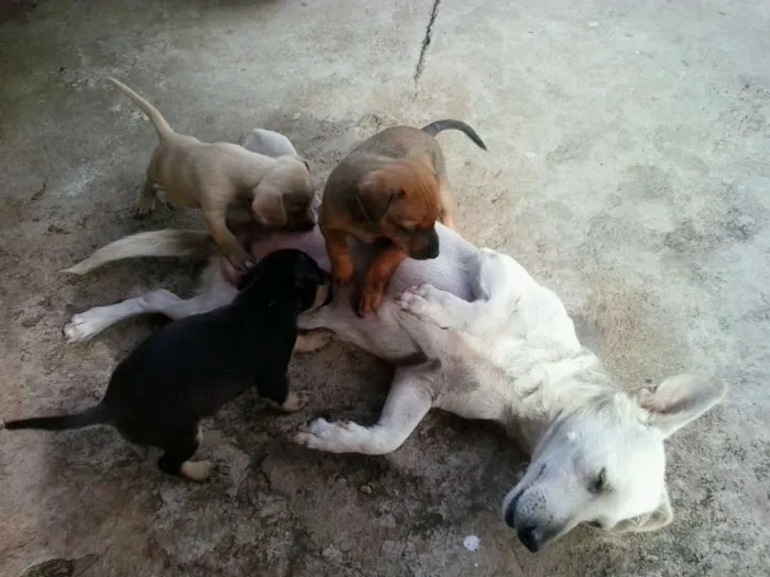 Cachorro ra a  idade Abaixo de 2 meses nome não tem