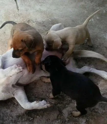 Cachorro ra a  idade Abaixo de 2 meses nome não tem