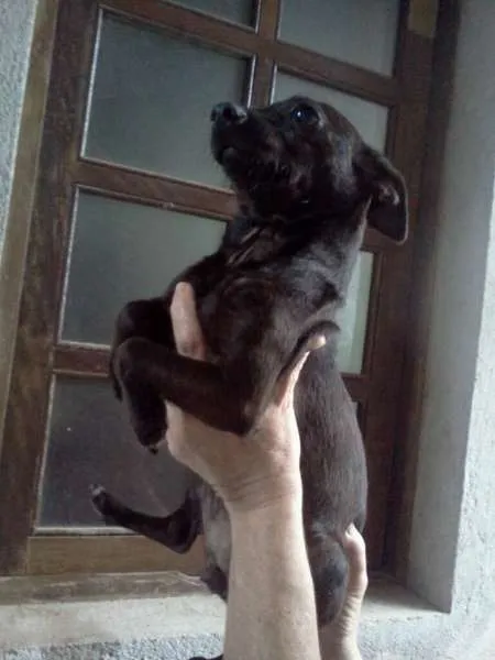 Cachorro ra a Pinscher idade 1 ano nome Pucca