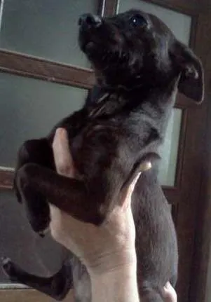 Cachorro ra a Pinscher idade 1 ano nome Pucca