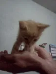 Gatinho