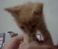 Gatinho