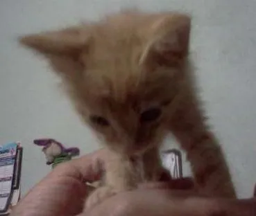 Gato ra a SRD idade Abaixo de 2 meses nome Gatinho