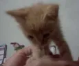 Gatinho