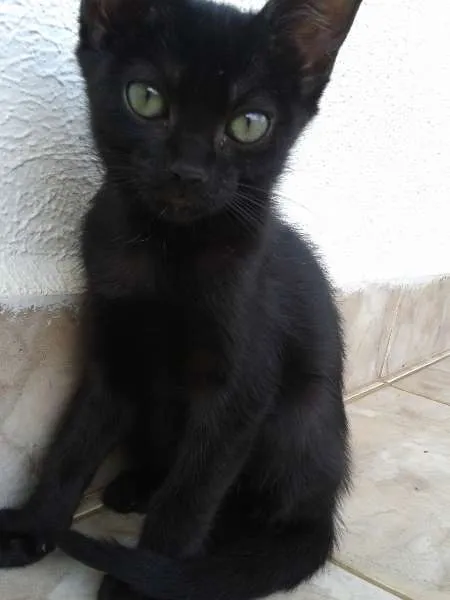 Gato ra a sem raça definida idade 2 a 6 meses nome Filhotes
