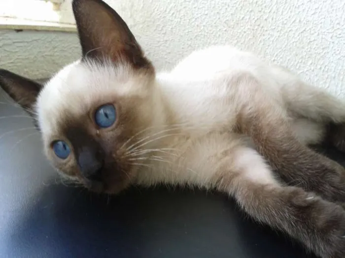 Gato ra a sem raça definida idade 2 a 6 meses nome Filhotes