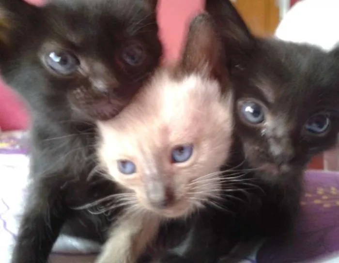 Gato ra a sem raça definida idade 2 a 6 meses nome Filhotes