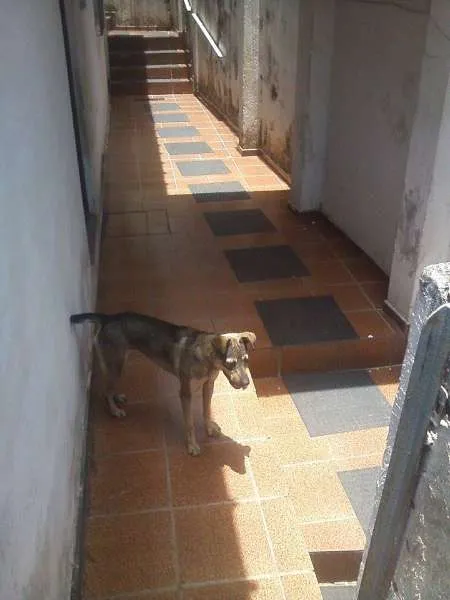 Cachorro ra a SRD idade 2 anos nome Luna