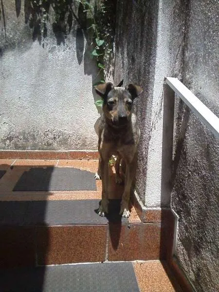 Cachorro ra a SRD idade 2 anos nome Luna