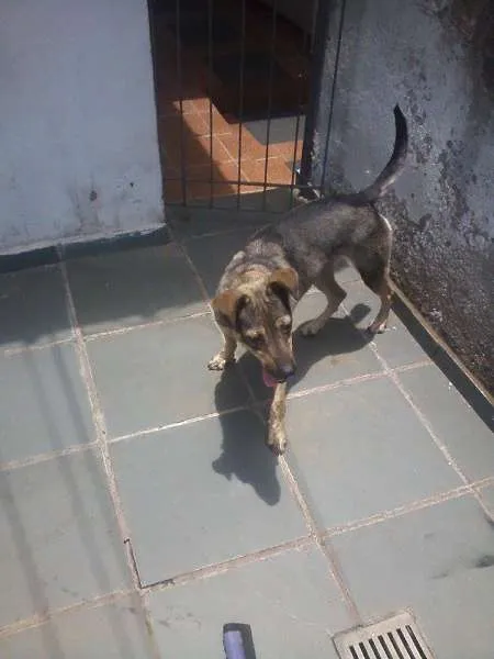 Cachorro ra a SRD idade 2 anos nome Luna