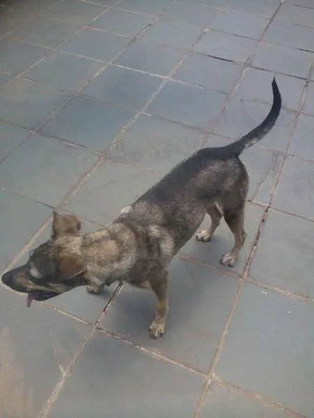 Cachorro ra a SRD idade 2 anos nome Luna