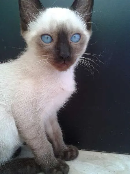 Gato ra a sem raça definida idade 2 a 6 meses nome Filhotes
