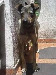 Cachorro raça SRD idade 2 anos nome Luna