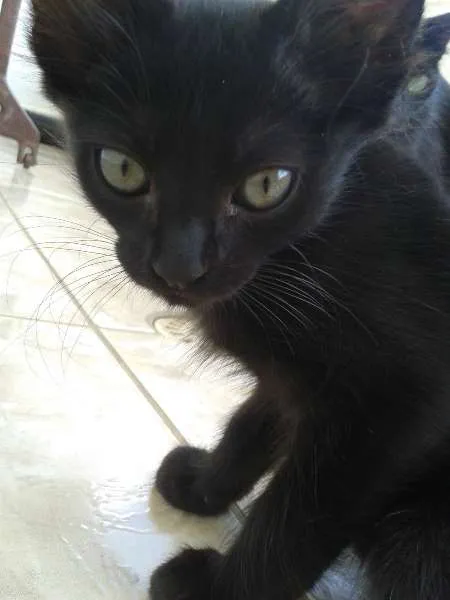 Gato ra a sem raça definida idade 2 a 6 meses nome Filhotes