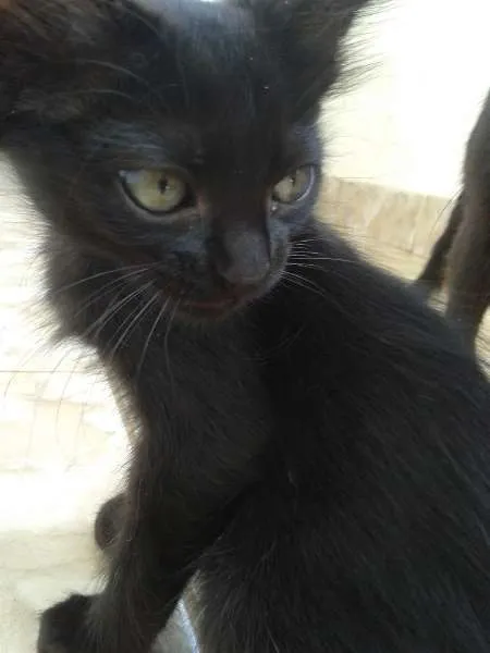 Gato ra a sem raça definida idade 2 a 6 meses nome Filhotes