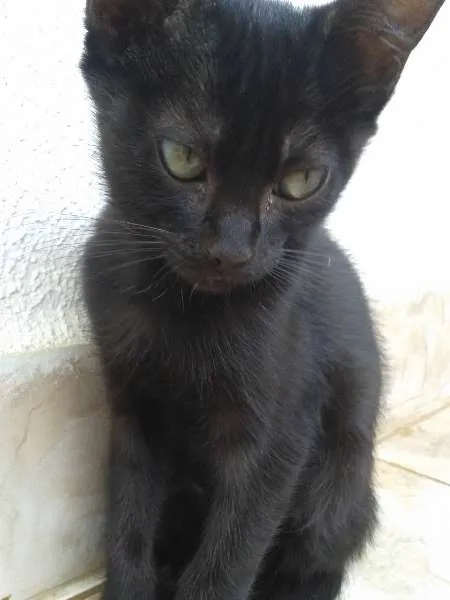 Gato ra a sem raça definida idade 2 a 6 meses nome Filhotes