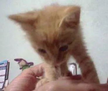 Gato ra a SRD idade Abaixo de 2 meses nome Gatinho