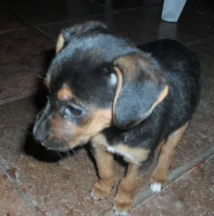 Cachorro raça SRD idade Abaixo de 2 meses nome Pequenina