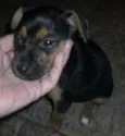 Pequenina