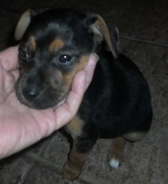 Cachorro ra a SRD idade Abaixo de 2 meses nome Pequenina