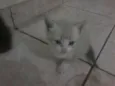 GATO