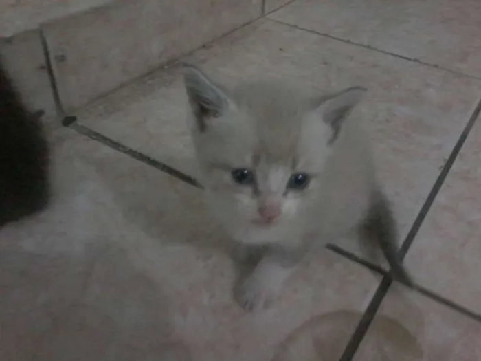 Gato ra a NÃO SABEMOS idade Abaixo de 2 meses nome GATO