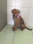PEQUENA