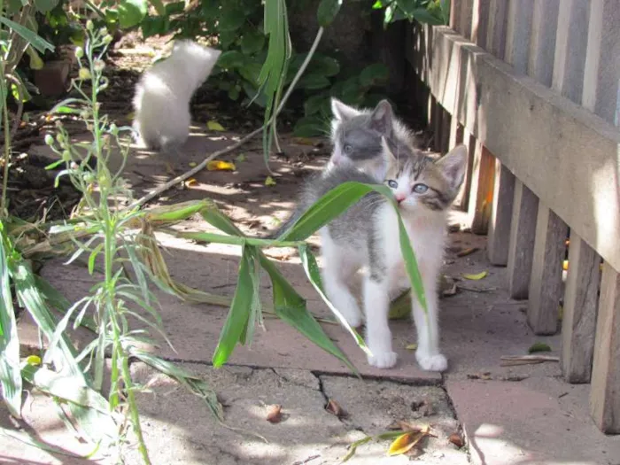 Gato raça viralata idade Abaixo de 2 meses nome Uno