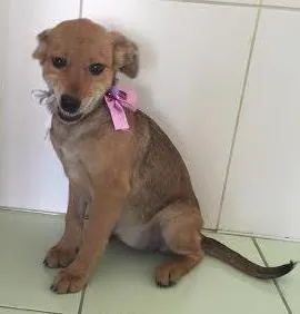 Cachorro raça SRD idade 2 a 6 meses nome PEQUENA
