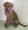 PEQUENA
