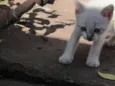 Gato raça viralata idade Abaixo de 2 meses nome Uno