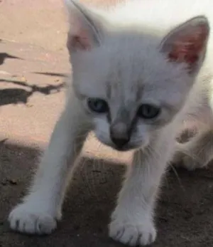 Gato raça viralata idade Abaixo de 2 meses nome Uno