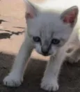 Gato raça viralata idade Abaixo de 2 meses nome Uno