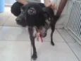 Bóris