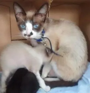 Gato raça Siamês idade 1 ano nome Nina