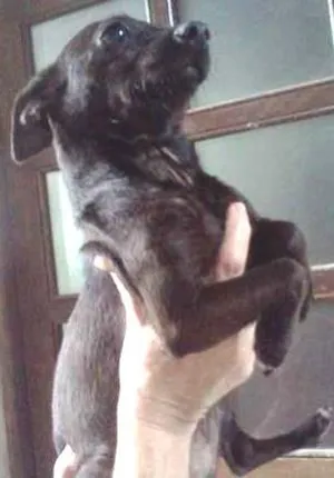 Cachorro raça Pinscher idade 1 ano nome Pucca