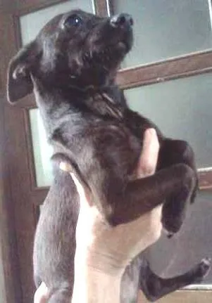 Cachorro ra a Pinscher idade 1 ano nome Pucca