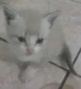 GATO
